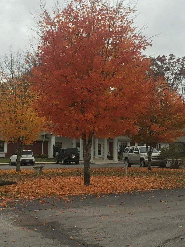 Fall foliage outside of Kemp Meadows
